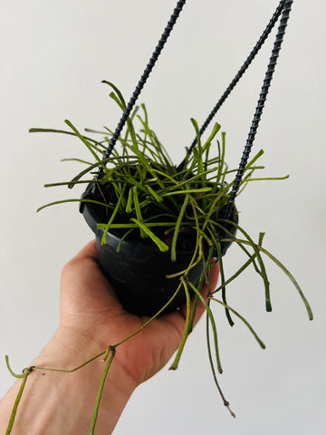 Hoya Retusa - Grass Leaf Hoya - Hanging Basket - 4