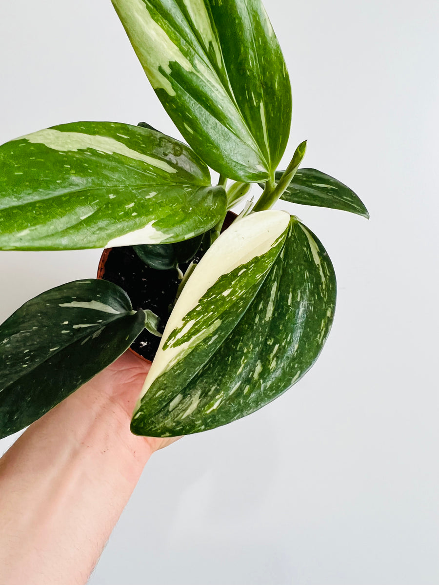 Monstera Standleyana Albo - 4