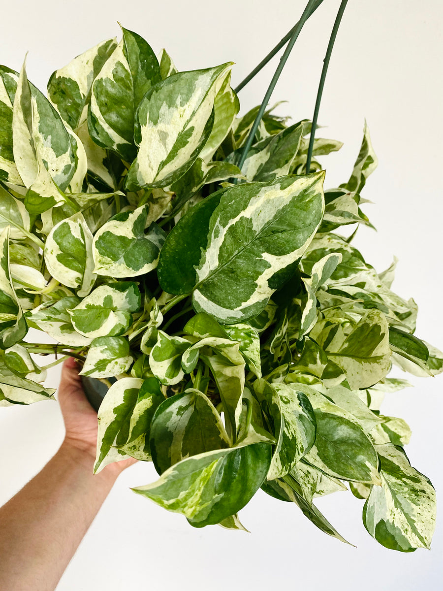 Pothos Pearls & Jade - Epipremnum Aureum 'Pearls & Jade' - 8