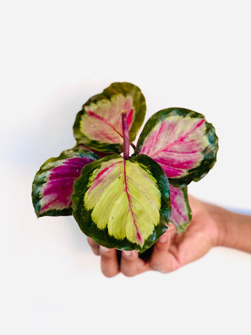 Calathea 'Rosey' - 4