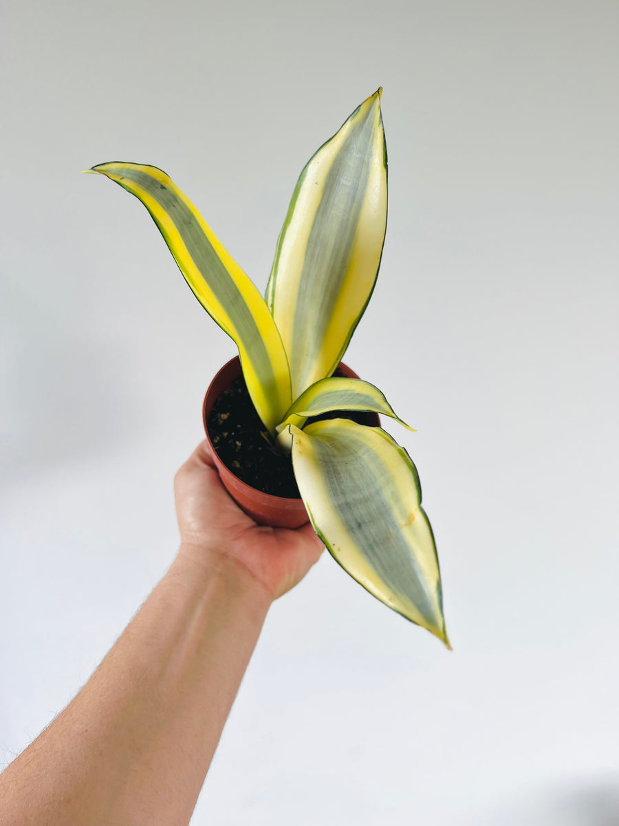 Ghost Sansevieria - Rare Snake Plant - New Cultivar - 4