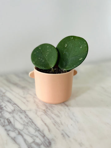 Sydney Pot in Coral - 3