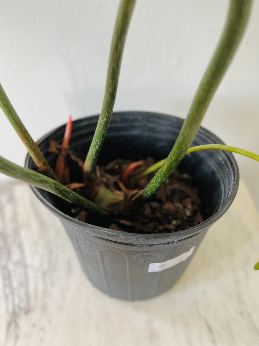 Philodendron Gloriosum - Up to 3 Feet Tall - 10