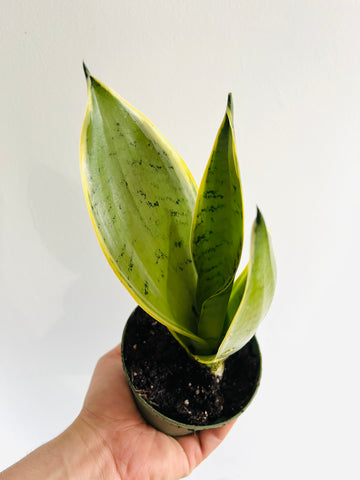 Sansevieria 'Night Owl' - 4