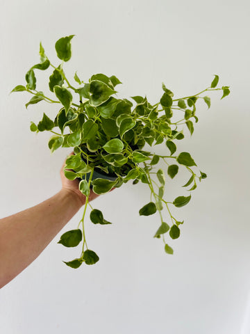 Peperomia Cupid 'Variegated' - 6