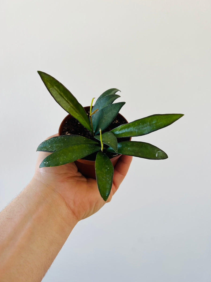 Hoya Rosita - Sunstressed - Rare Hoya - 3