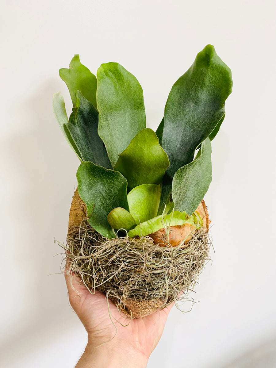 Staghorn Fern - Mounted on Cedar Plaque