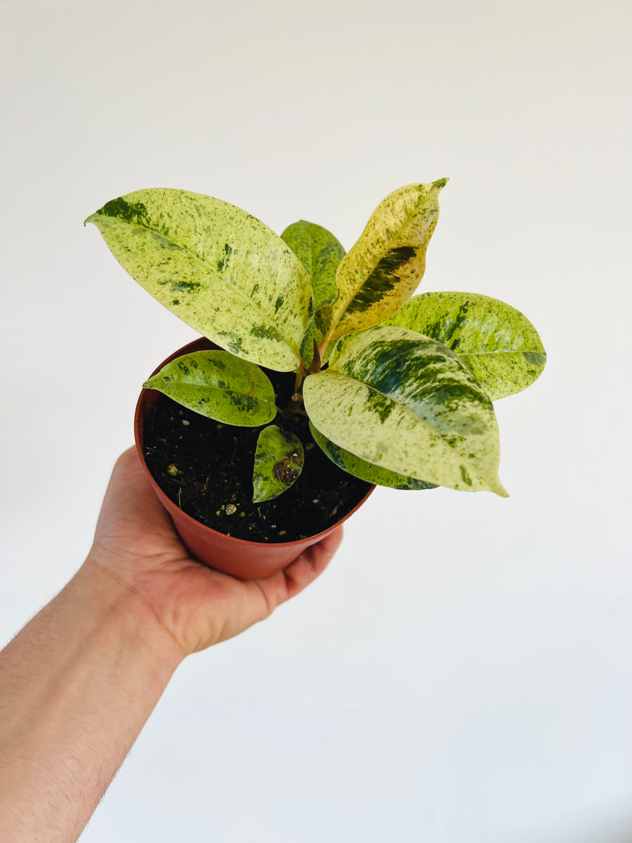 Ficus Shiverana Moonshine - 4