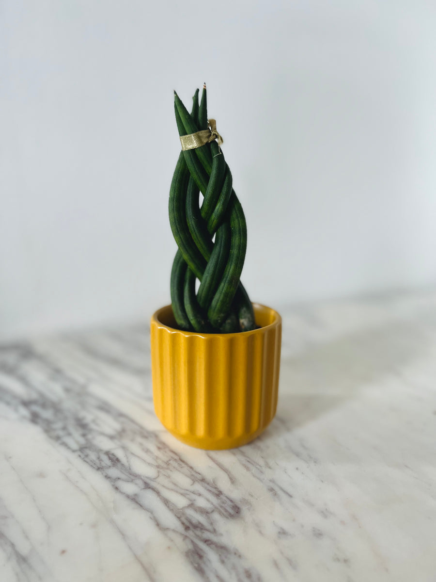 Saffron Pot - 3