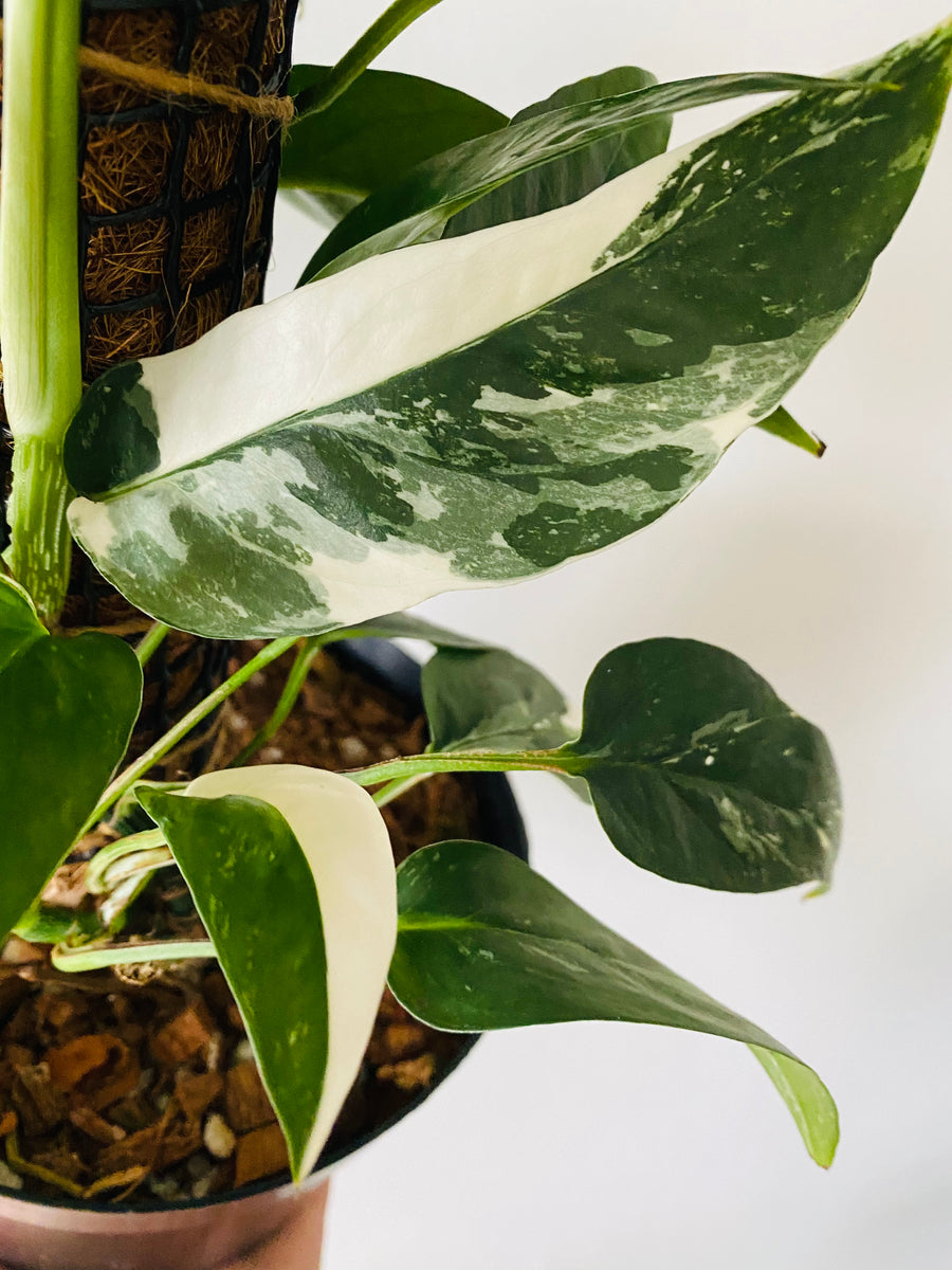 Epipremnum Pinnatum Albo Variegated – Wall of Plants