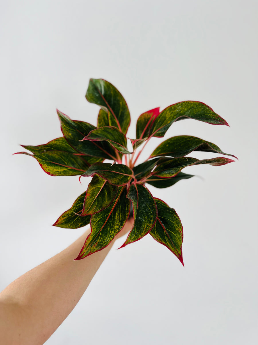 Aglaonema Firecracker - 4