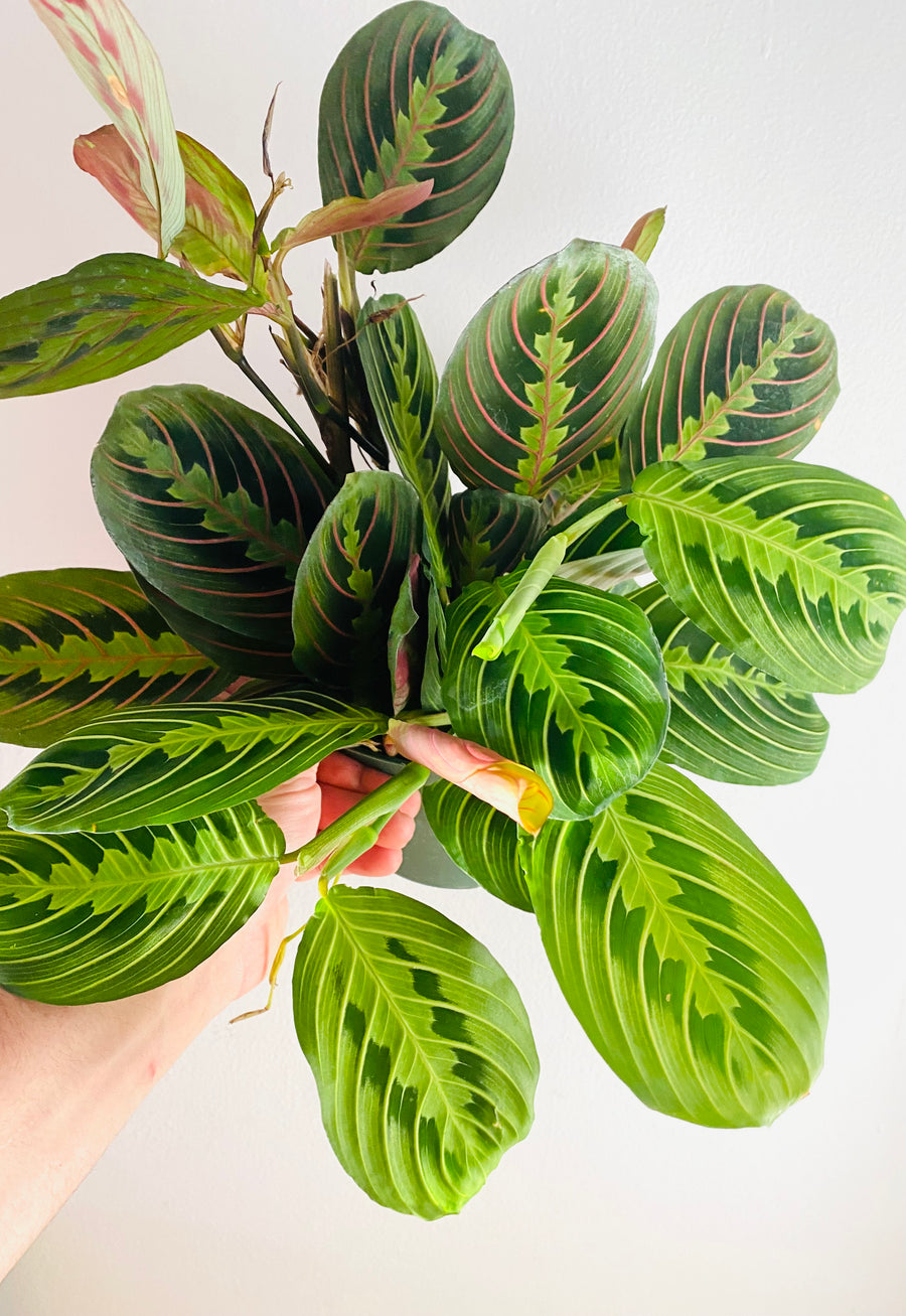 Maranta Leuconeura - Cherry Lime Prayer Plant - 6