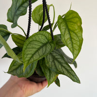 monstera talent el paso tx Monstera Siltepecana 'El Salvador'
