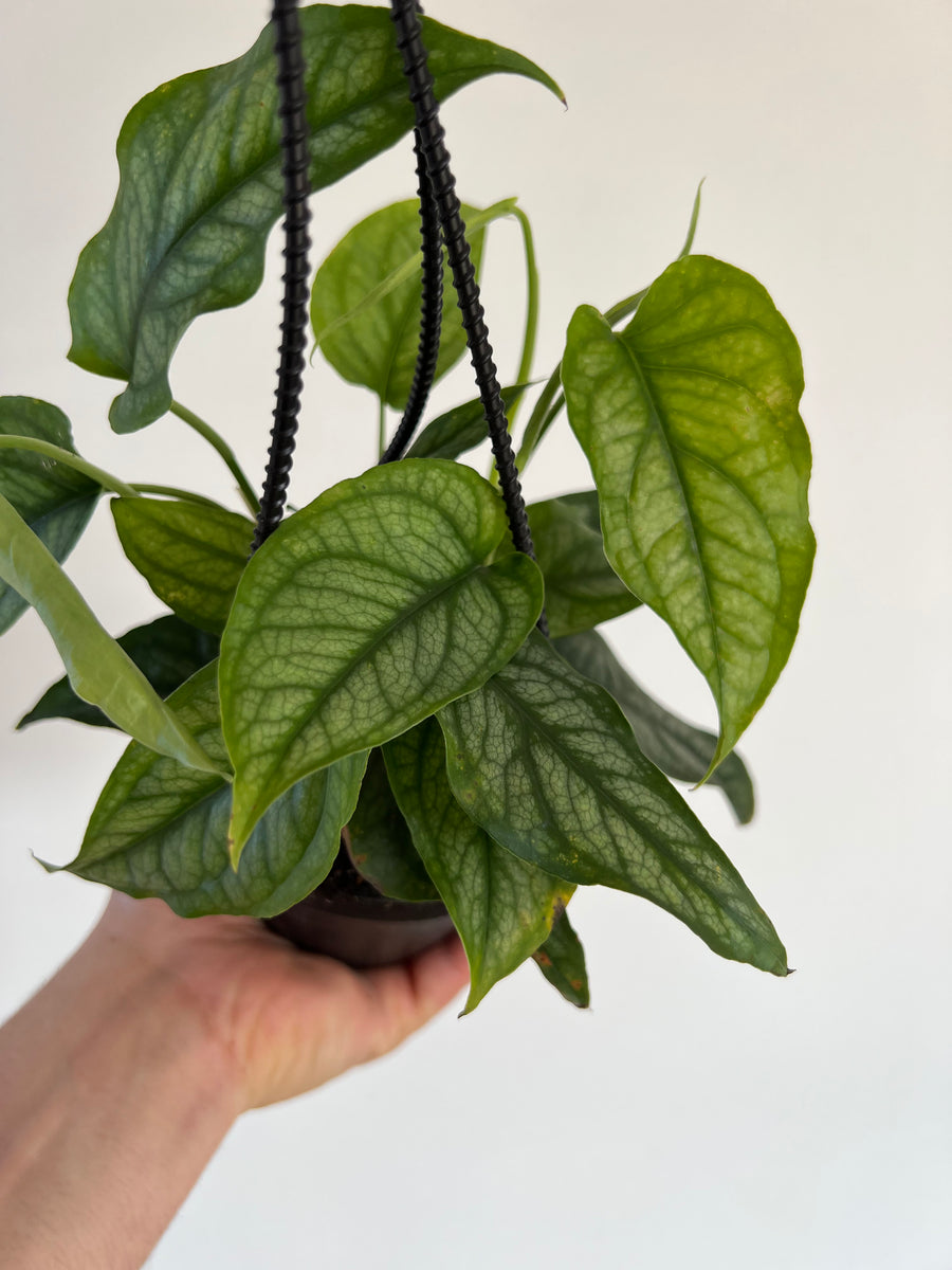 Monstera Siltepecana 'El Salvador' - 4