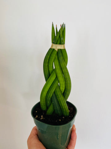 Sansevieria Dragon Fingers - Braided Snake Plant - 4