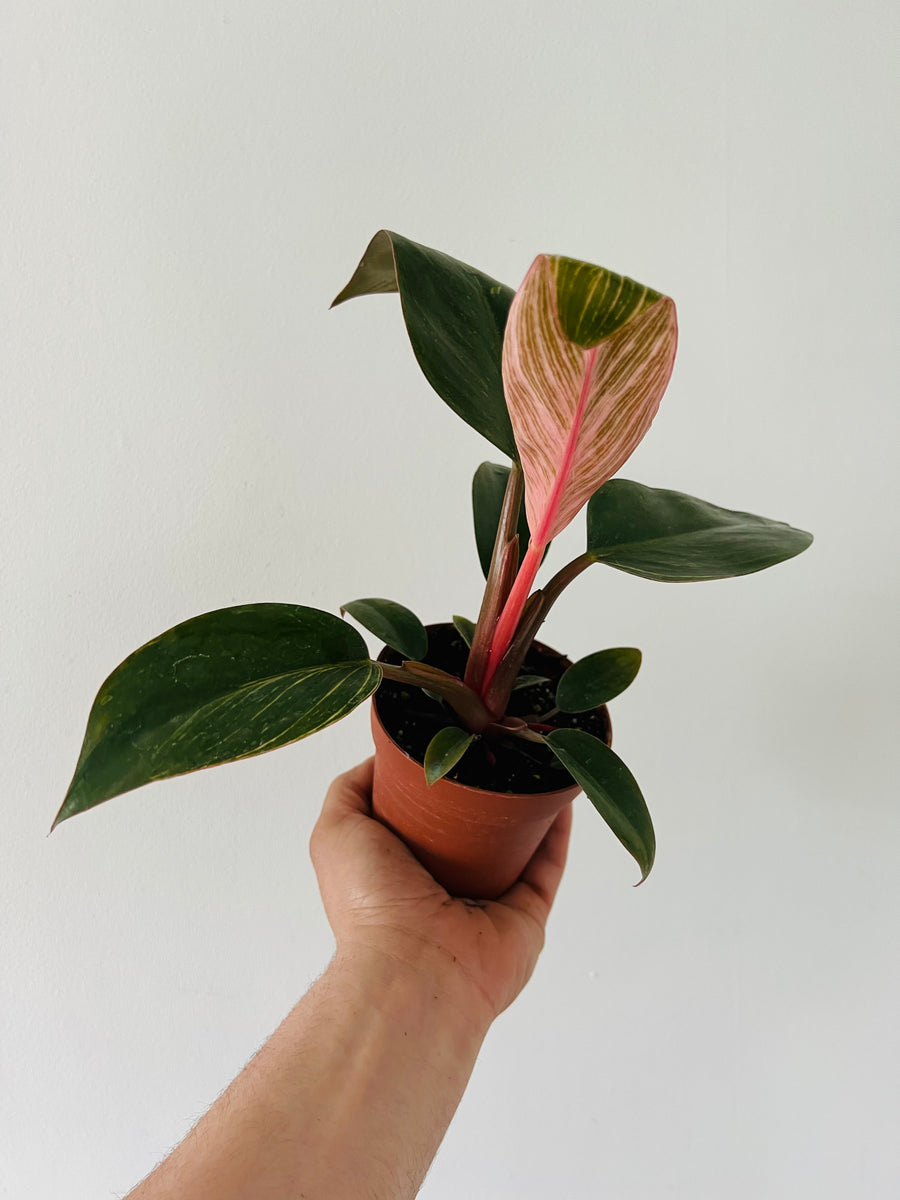 Philodendron Pink Birkin - New Cultivar - 4