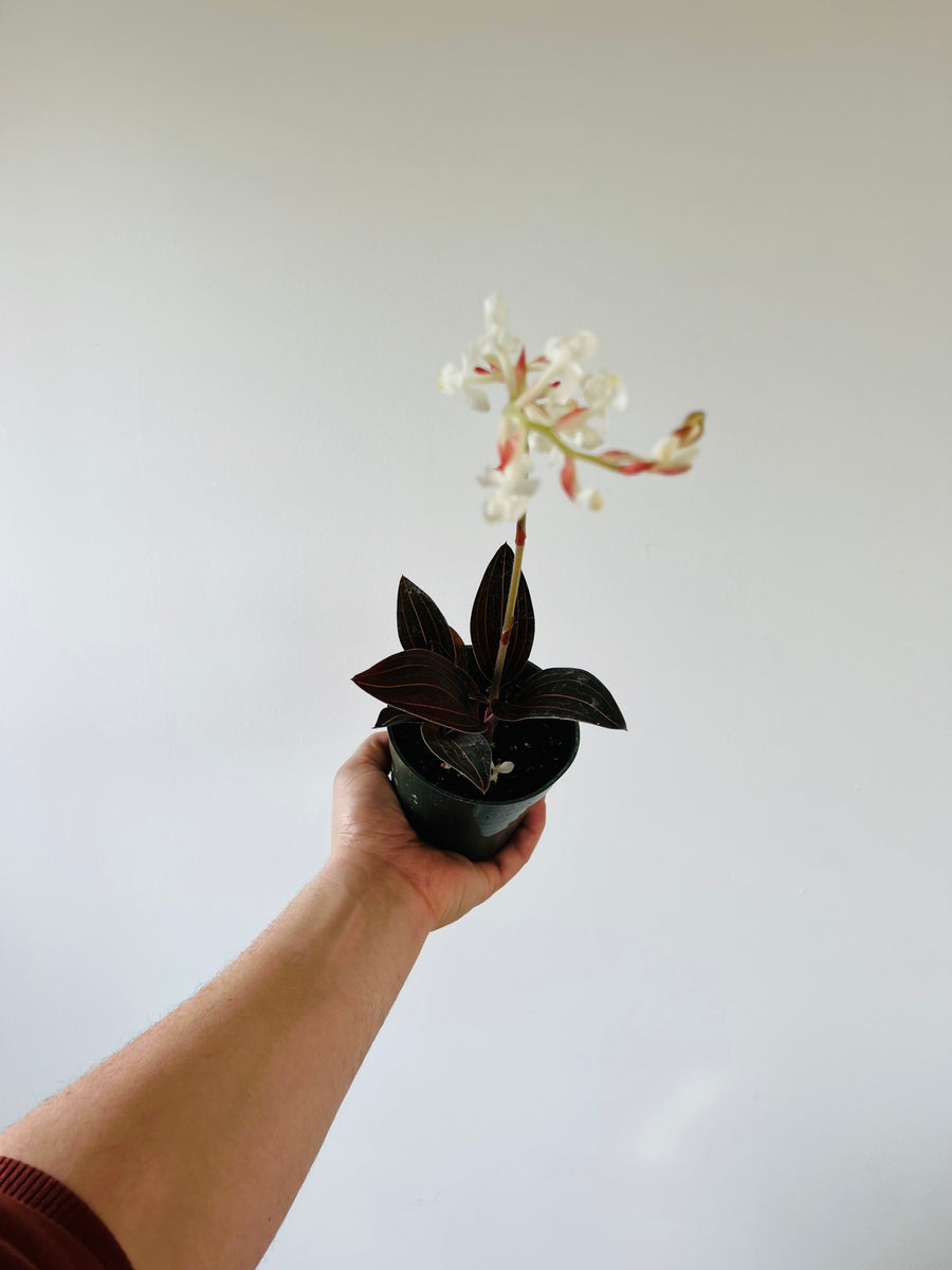 Black Jewel Orchid - 4
