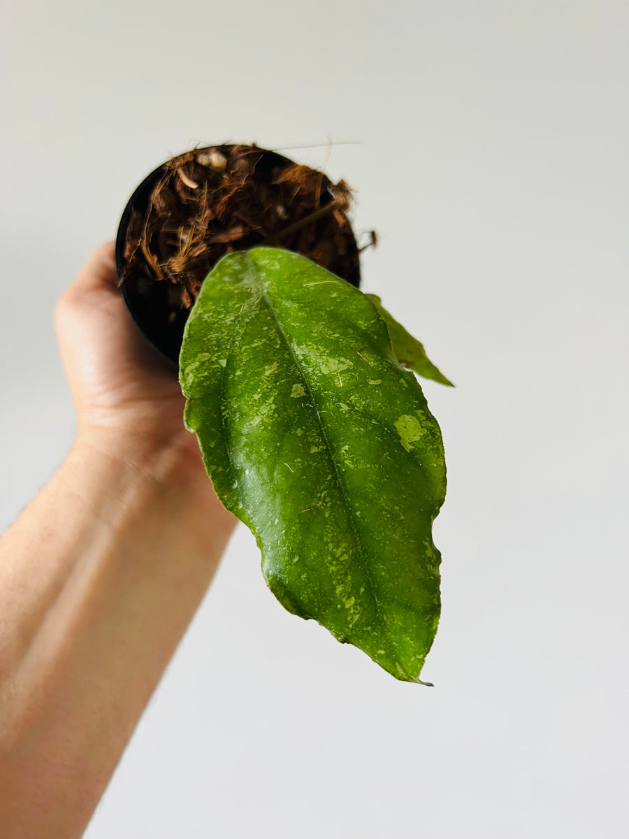 Hoya sp. Chicken Farm - Rare Hoya - 3.5” Pots