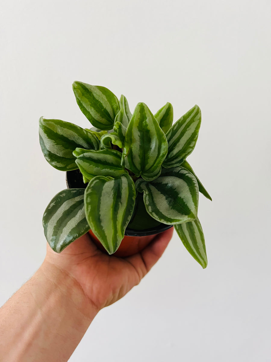 Peperomia Little Melon - Mini Watermelon - 4