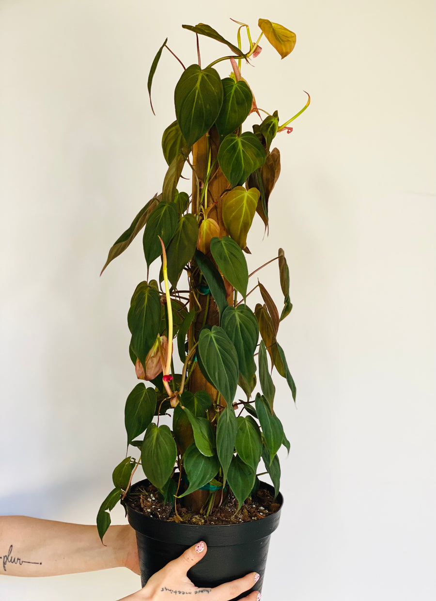 Philodendron Micans - Totem - 8