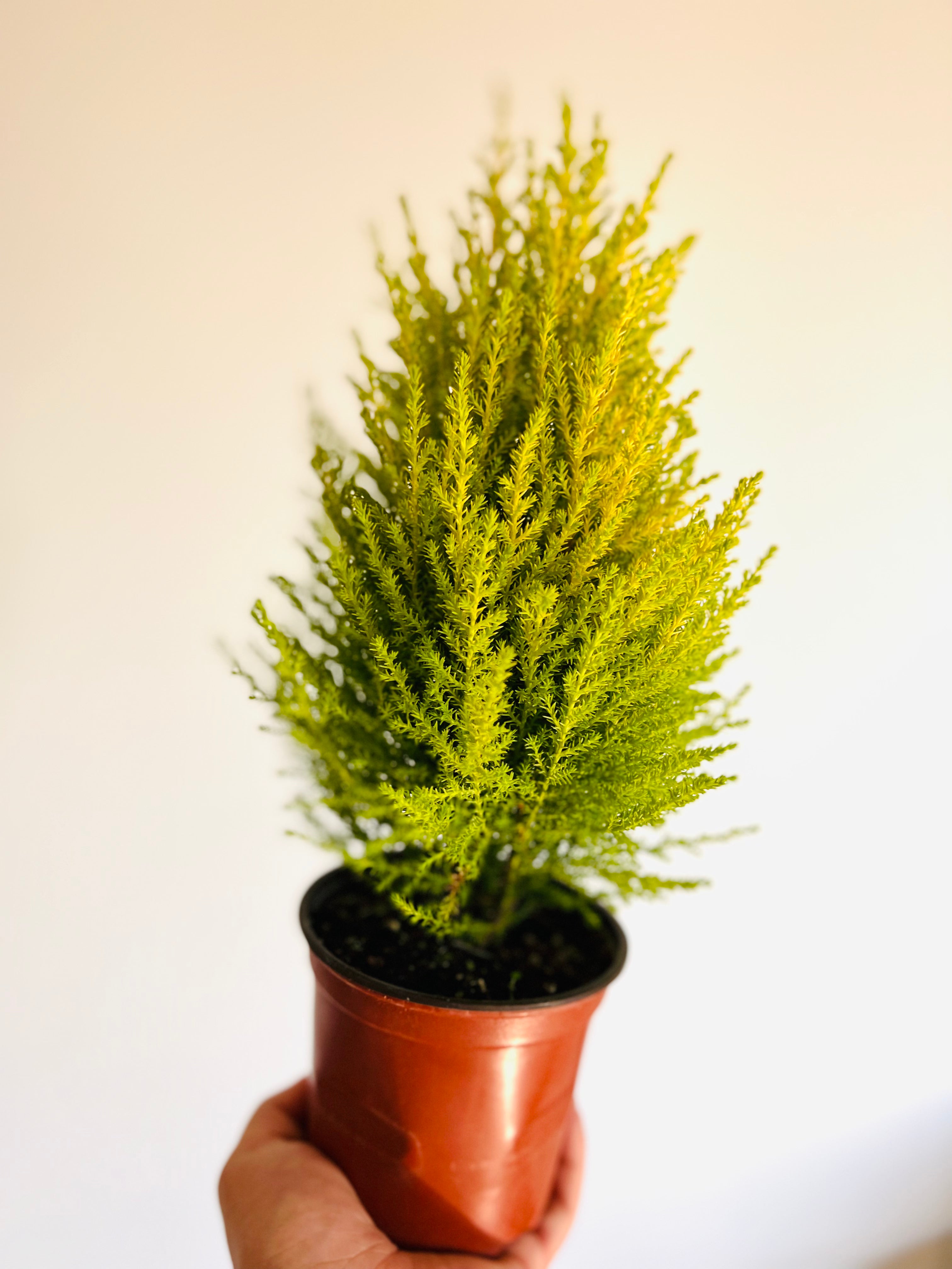 Lemon Cypress Tree Lemon Scented Houseplants 5" Pot Brumley & Bloom