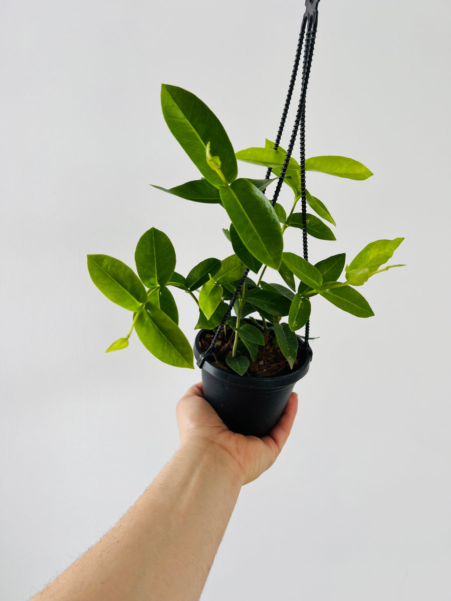 Hoya Densifolia - Rare Hoya - 4
