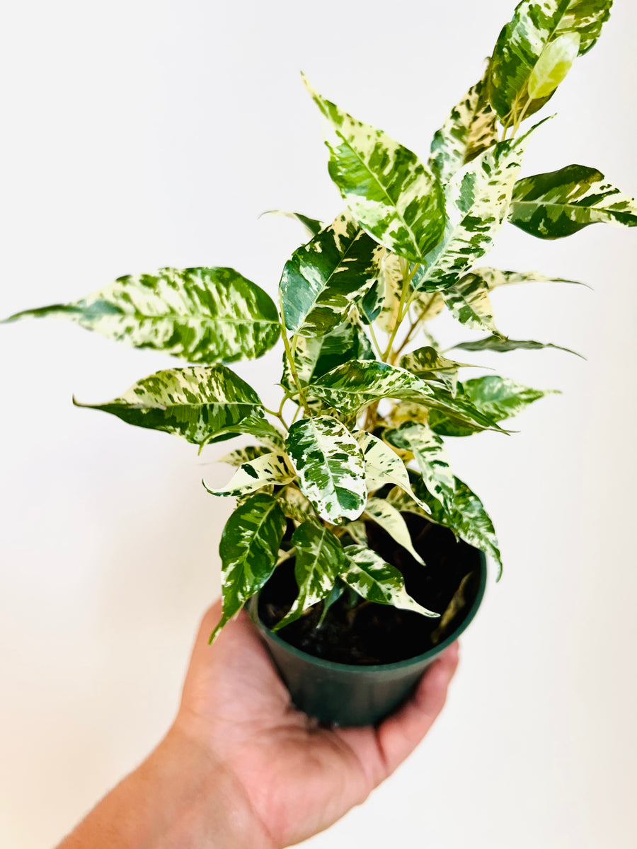 Ficus El Dorado - High Variegation - 4