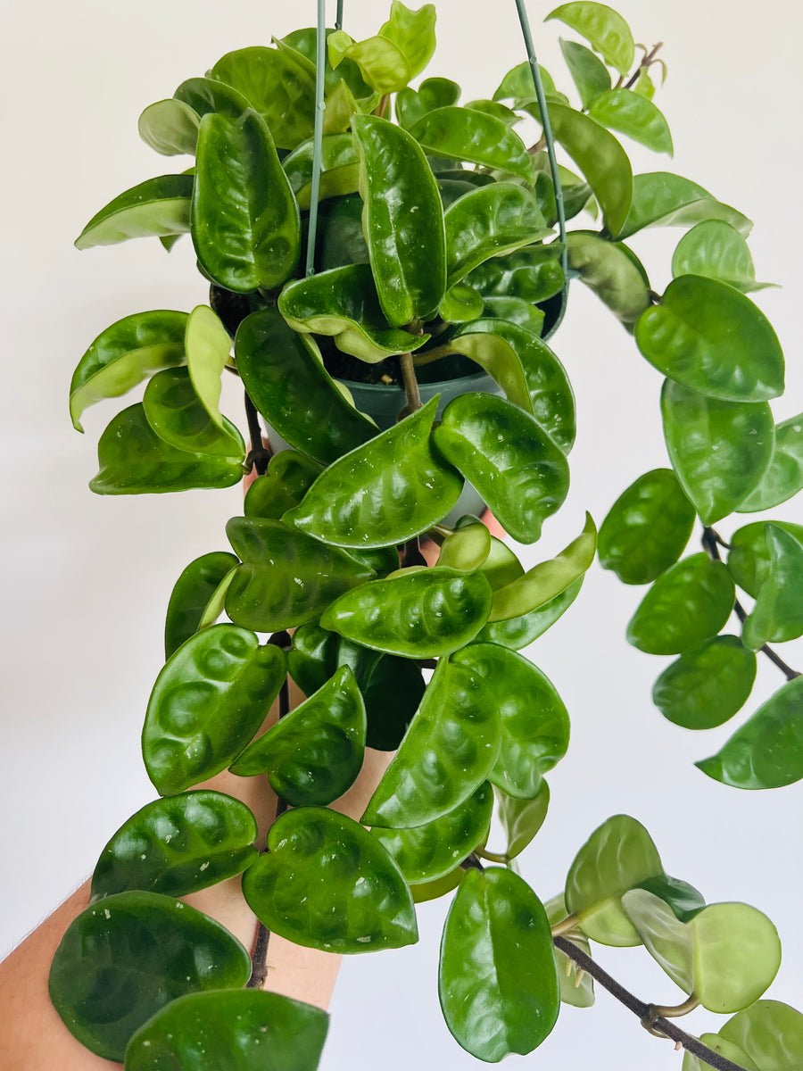 Hoya Krinkle 8 - Very Full - 6