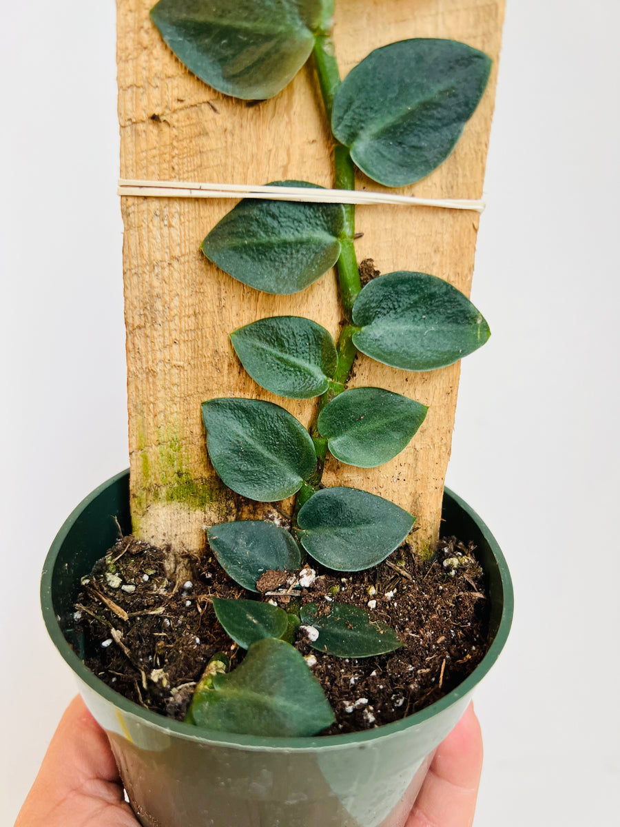 Rhaphidophora Hayii - Shingle Plant - 4