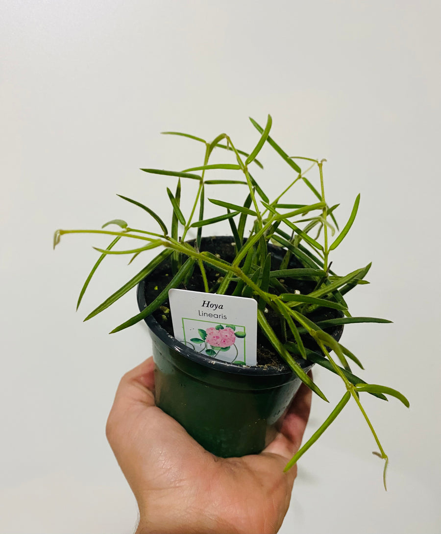 Hoya Linearis - 4