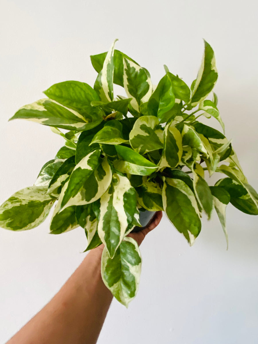 Pothos Pearls & Jade - Epipremnum Aureum 'Pearls & Jade' - 6