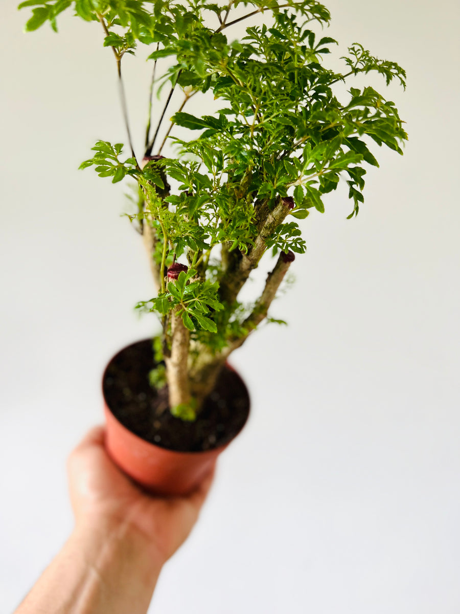 Chinese Ming Stump - Aralia Ming  - 4