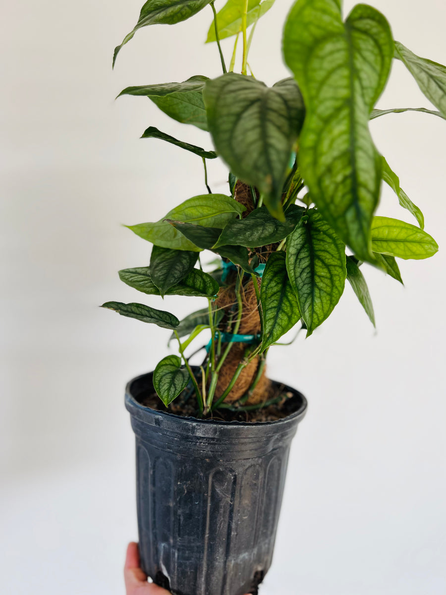 Monstera Siltepecana 'El Salvador' Totem - Rare Aroid - 8