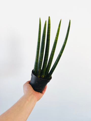 Bear Claw Sansevieria - Cylindrica Snake Plant - 4