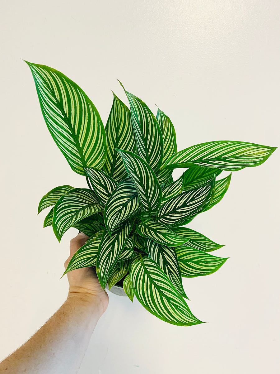 Calathea 'Vitatta' - 6