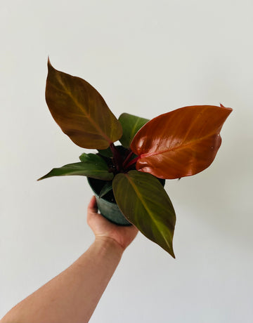 Philodendron McColley's Finale - 6