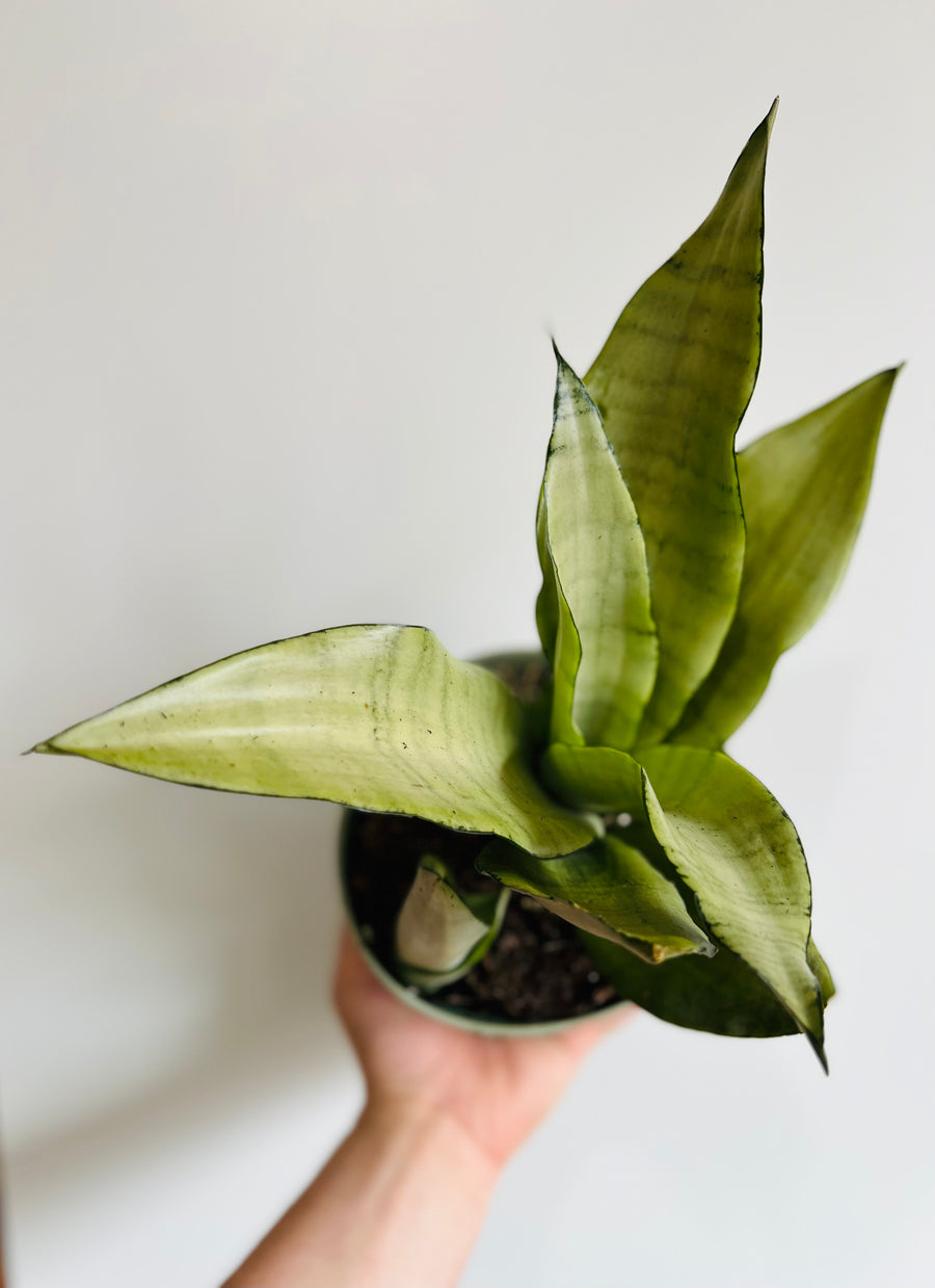 Sansevieria 'Moonshine' - 6