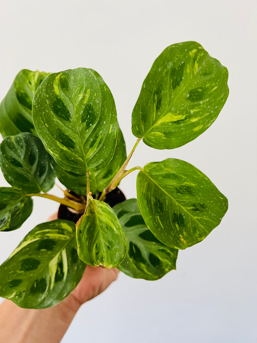 Maranta Leuconeura 'Beauty Kim' - Variegated Prayer Plant - 3