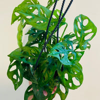 Monstera Adansonii 'Wide Form' - Hanging Basket