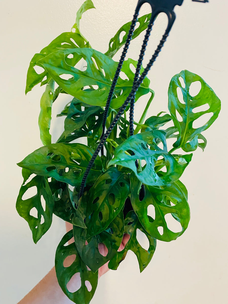Monstera Adansonii 'Wide Form' - Hanging Basket - 4