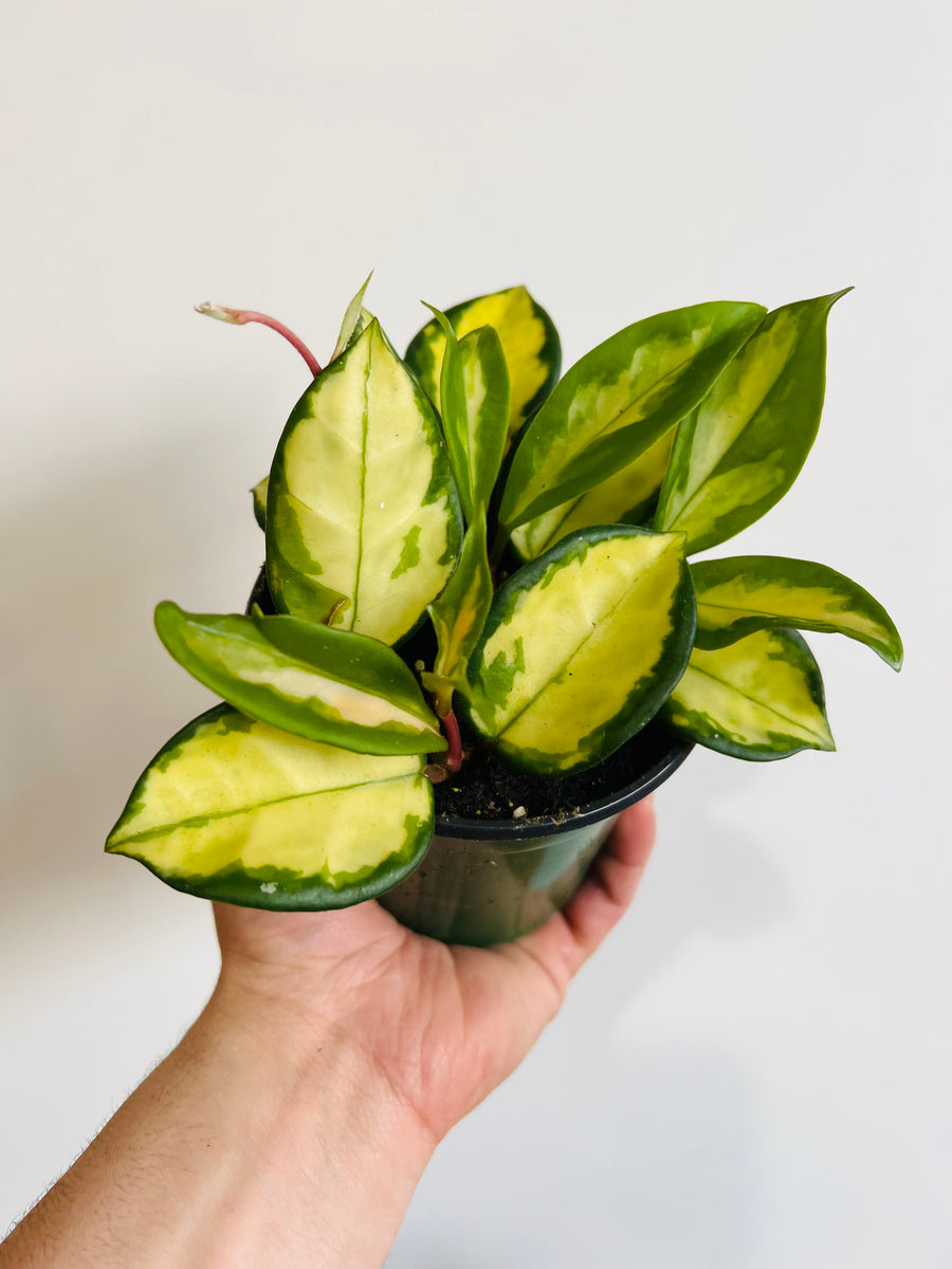 Hoya Carnosa 'Rubra' - 4