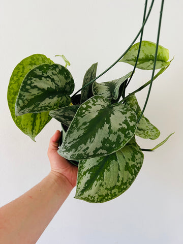 Scindapsus Exotica - 6