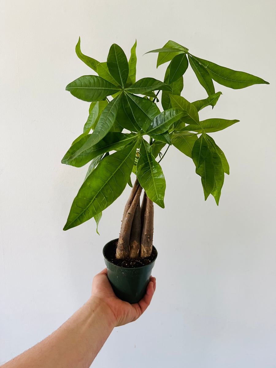 braiding a money tree Money Tree Braid - Pachira Aquatica