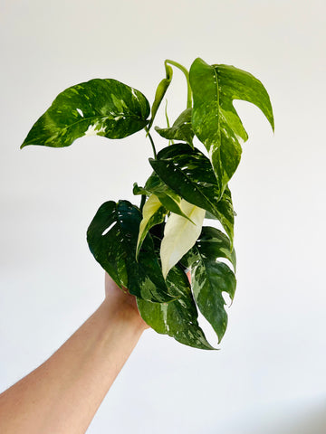 Epipremnum Pinnatum Albo - 4