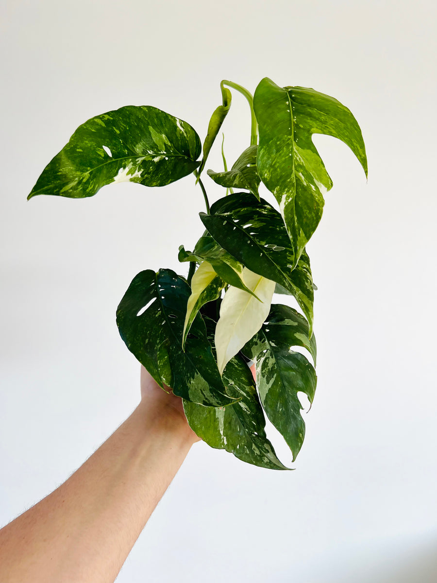 Epipremnum Pinnatum Albo - 4