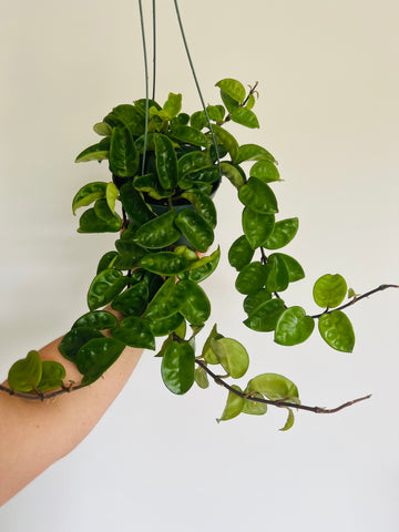 Hoya Krinkle 8 - Very Full - 6