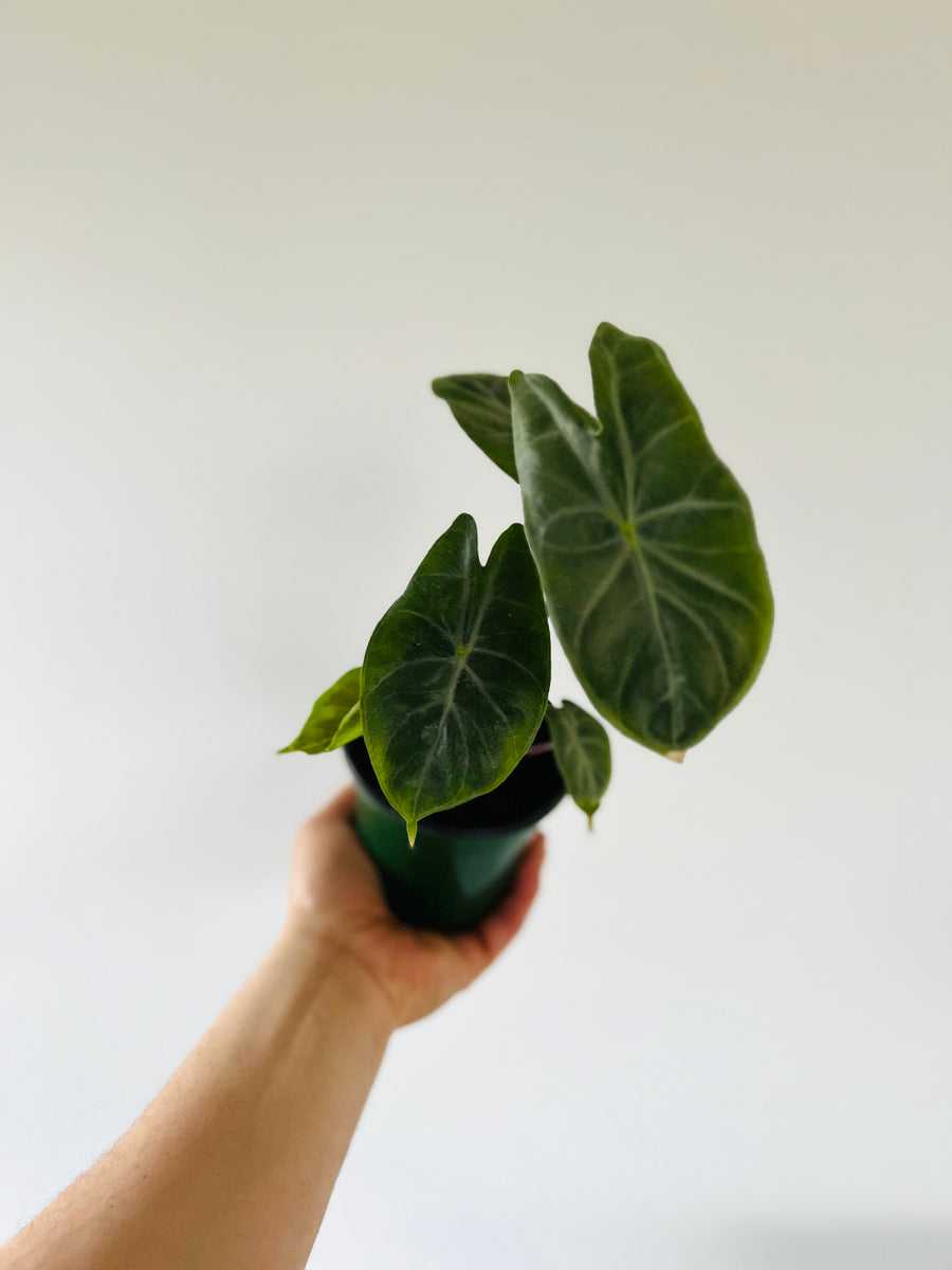 Alocasia Ivory Coast - Jewel Alocasia - 4