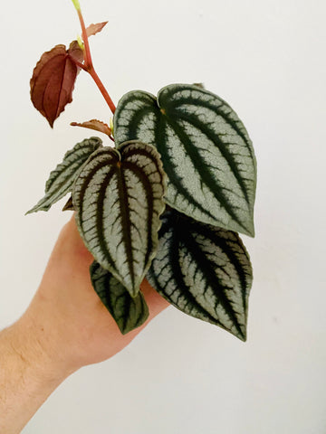 Peperomia Turboensis 'Purple Watermelon' - 3