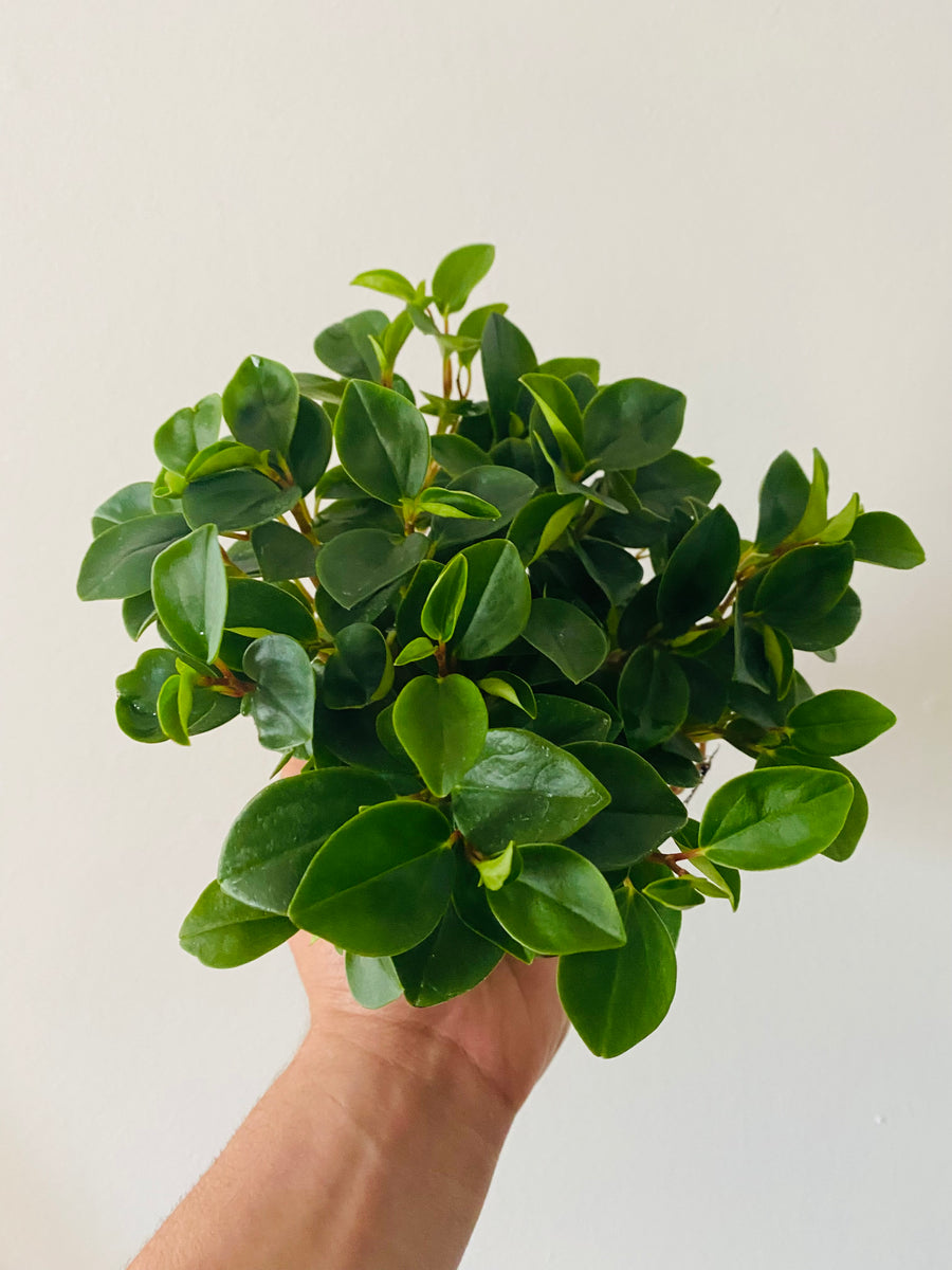 Peperomia Cubensis - 4