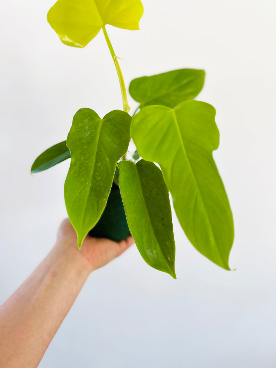 Philodendron Gold Violin - P. Bipennifolium var. Aurea - Rare Aroid - 4